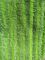 الأخضر الملتوية طية أكسفورد نسيج جيب ستوكات ممسحة رطبة 14 * 48